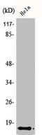 Islet Amyloid Polypeptide antibody, abx324813, Abbexa, Western Blot image 