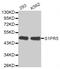 Sphingosine-1-Phosphate Receptor 5 antibody, MBS129520, MyBioSource, Western Blot image 