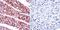 ADP Ribosylation Factor 6 antibody, PA1-093X, Invitrogen Antibodies, Immunohistochemistry paraffin image 