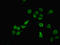 RNA Binding Motif Protein 12 antibody, LS-C397337, Lifespan Biosciences, Immunofluorescence image 
