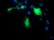 DIX Domain Containing 1 antibody, MA5-26177, Invitrogen Antibodies, Immunocytochemistry image 