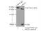 RAB5A, Member RAS Oncogene Family antibody, 11947-1-AP, Proteintech Group, Immunoprecipitation image 