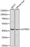 LETM1 Domain Containing 1 antibody, A2147, ABclonal Technology, Western Blot image 