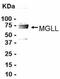 Monoglyceride Lipase antibody, NB100-2493, Novus Biologicals, Western Blot image 