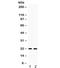 Phospholipid hydroperoxide glutathione peroxidase, mitochondrial antibody, R32085, NSJ Bioreagents, Western Blot image 