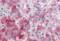Ectodermal-Neural Cortex 1 antibody, orb12293, Biorbyt, Immunohistochemistry paraffin image 