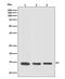 Vesicle Associated Membrane Protein 8 antibody, M02338, Boster Biological Technology, Western Blot image 