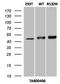 Isocitrate Dehydrogenase (NADP(+)) 1, Cytosolic antibody, LS-C336969, Lifespan Biosciences, Western Blot image 