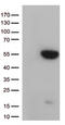 G Protein Subunit Alpha L antibody, LS-C796479, Lifespan Biosciences, Western Blot image 