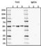 Tubulin ? 3 (TUBB3) antibody, 801205, BioLegend, Western Blot image 