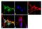 NFKB Inhibitor Alpha antibody, 39-7700, Invitrogen Antibodies, Immunofluorescence image 