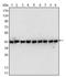 Beta-Actin antibody, AM06276SU-N, Origene, Western Blot image 