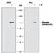 Signal Transducer And Activator Of Transcription 6 antibody, MAB3717, R&D Systems, Western Blot image 
