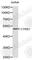 Cellular Communication Network Factor 1 antibody, A1111, ABclonal Technology, Western Blot image 