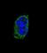 Thyroid Stimulating Hormone Subunit Beta antibody, abx034029, Abbexa, Western Blot image 