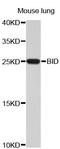 BH3 Interacting Domain Death Agonist antibody, abx126843, Abbexa, Western Blot image 
