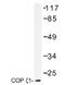 Coatomer Protein Complex Subunit Zeta 1 antibody, AP01468PU-N, Origene, Western Blot image 