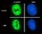CUGBP Elav-Like Family Member 1 antibody, NB200-316, Novus Biologicals, Immunocytochemistry image 