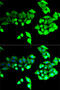 Bestrophin 1 antibody, 15-355, ProSci, Immunofluorescence image 