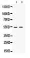 Heat Shock Transcription Factor 4 antibody, PB9634, Boster Biological Technology, Western Blot image 