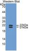 Haptoglobin antibody, LS-C716164, Lifespan Biosciences, Western Blot image 