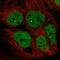 AF4/FMR2 Family Member 4 antibody, NBP2-56715, Novus Biologicals, Immunofluorescence image 