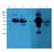 Forkhead Box L2 antibody, orb100746, Biorbyt, Western Blot image 