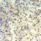 Cofilin 1 antibody, MBS128468, MyBioSource, Immunohistochemistry frozen image 
