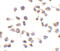 NLR family CARD domain-containing protein 4 antibody, 3107, ProSci, Immunocytochemistry image 