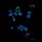 CD1a Molecule antibody, MA5-15830, Invitrogen Antibodies, Immunofluorescence image 