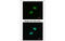 Wilms tumor 1 antibody, MBS5300474, MyBioSource, Immunofluorescence image 