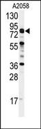 Conserved oligomeric Golgi complex subunit 4 antibody, AP14076PU-N, Origene, Western Blot image 