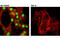 NR5A1 antibody, 12800S, Cell Signaling Technology, Immunocytochemistry image 