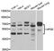 Heparanase antibody, MBS2523458, MyBioSource, Western Blot image 