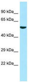 ATL3 antibody, TA338063, Origene, Western Blot image 