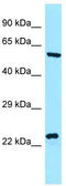 Nicalin antibody, TA331215, Origene, Western Blot image 