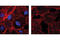 c-Myc antibody, 2233S, Cell Signaling Technology, Immunocytochemistry image 