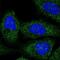 BRCA1 Associated Protein antibody, PA5-66210, Invitrogen Antibodies, Immunofluorescence image 