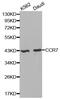 C-C Motif Chemokine Receptor 7 antibody, MBS127540, MyBioSource, Western Blot image 