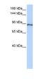 Calpain 15 antibody, orb324766, Biorbyt, Western Blot image 