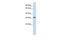 Transcription factor Ovo-like 2 antibody, PA5-41620, Invitrogen Antibodies, Western Blot image 