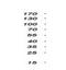 Eukaryotic Translation Initiation Factor 4E Family Member 2 antibody, NBP2-03611, Novus Biologicals, Western Blot image 