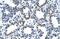 CysRS antibody, 29-250, ProSci, Immunohistochemistry paraffin image 