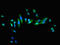 Heat Shock Transcription Factor 1 antibody, LS-C674978, Lifespan Biosciences, Immunofluorescence image 