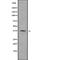 Ras Related GTP Binding A antibody, abx218390, Abbexa, Western Blot image 