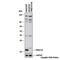 Transmembrane P24 Trafficking Protein 10 antibody, NB110-57587, Novus Biologicals, Western Blot image 