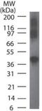 RAD9 Checkpoint Clamp Component A antibody, GTX13600, GeneTex, Western Blot image 