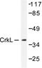 CRK Like Proto-Oncogene, Adaptor Protein antibody, LS-C176569, Lifespan Biosciences, Western Blot image 