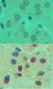 One Cut Homeobox 1 antibody, NBP2-27079, Novus Biologicals, Immunohistochemistry paraffin image 