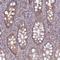 Early Endosome Antigen 1 antibody, NBP1-91859, Novus Biologicals, Immunohistochemistry frozen image 